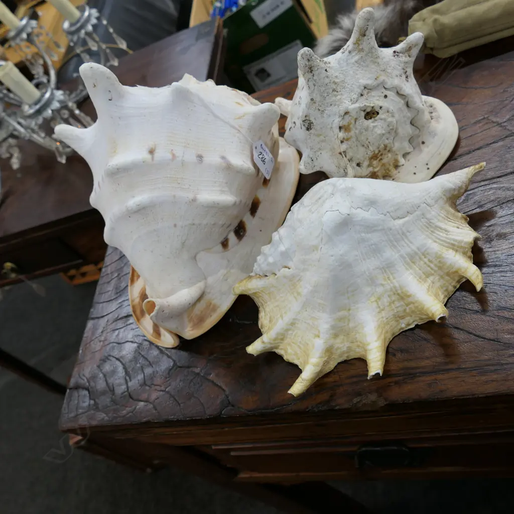 LARGE CONCH SHELL (W. 260MM) + 2 OTHERS Image 1++