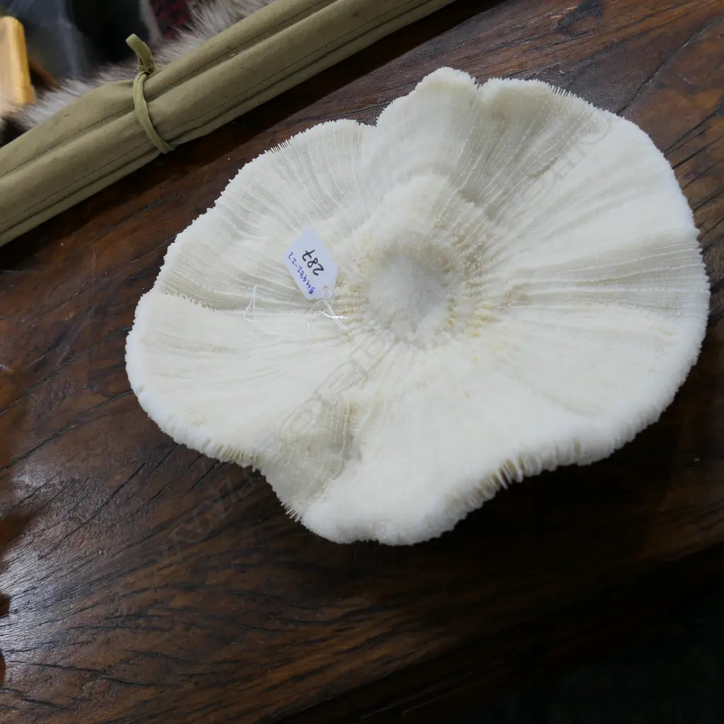 LARGE PC CORAL W. 260MM Image 1++