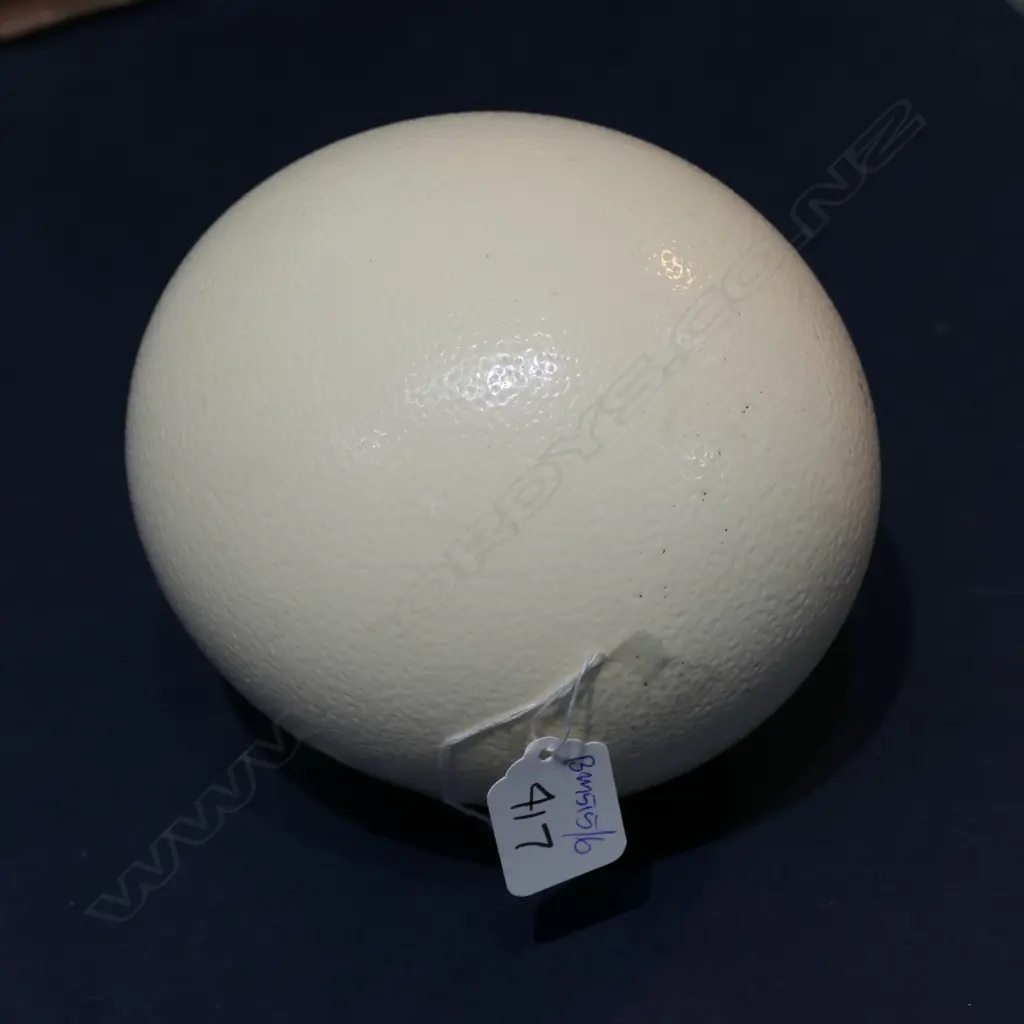 OSTRICH EGG Image 1++