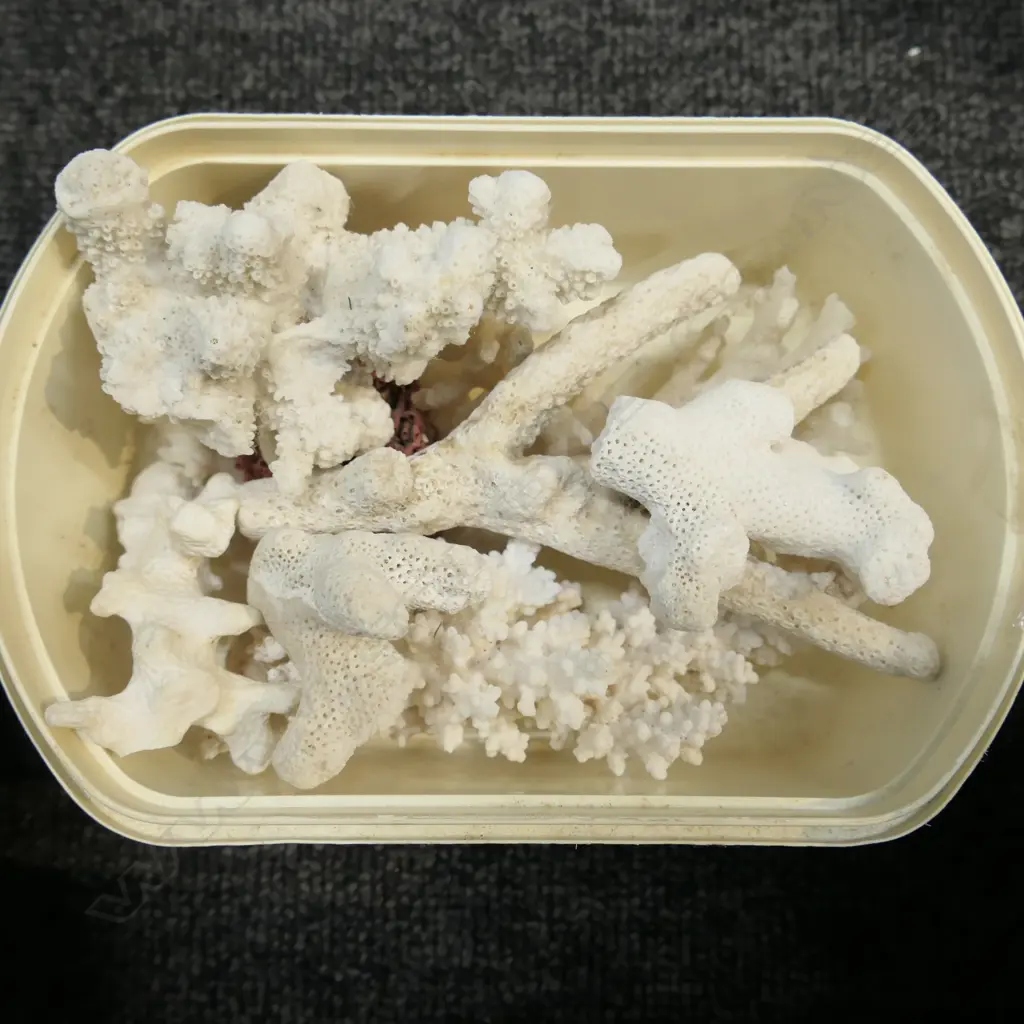 LOT ASST CORAL Image 1++