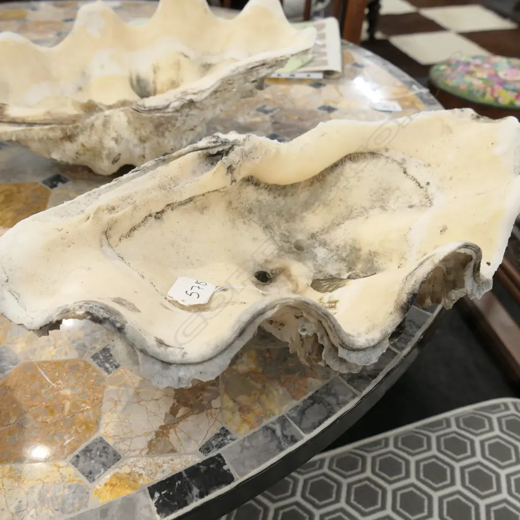 CLAM SHELL Image 1++