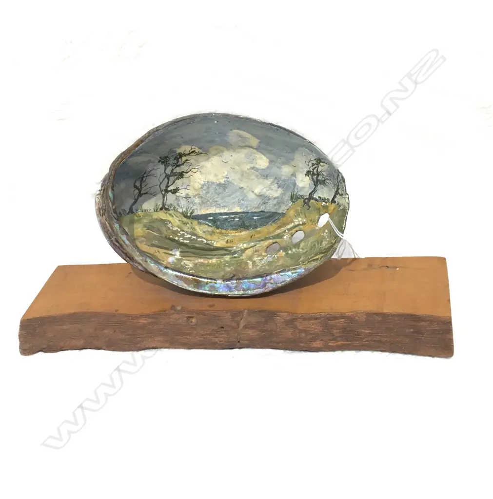 PAINTED PAUA SHELL  Image 1++