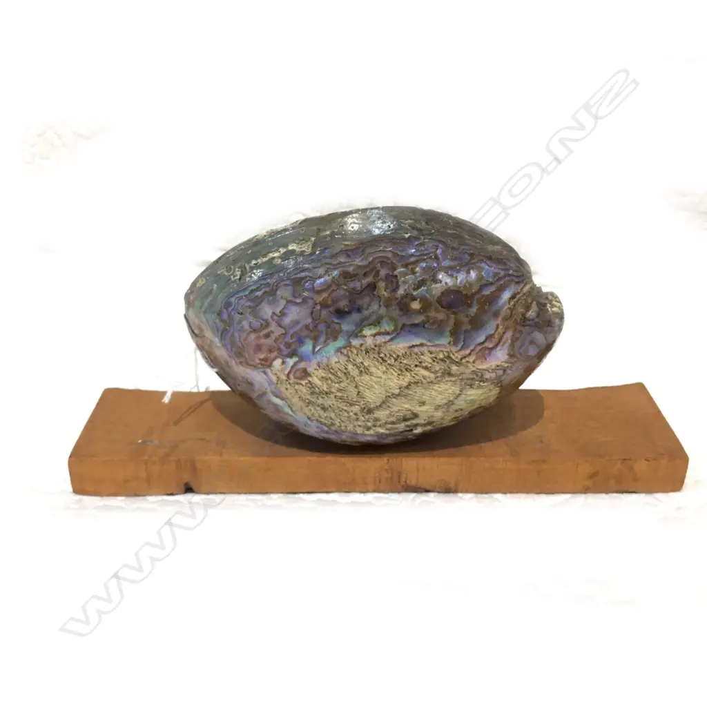 PAINTED PAUA SHELL  Image 1++