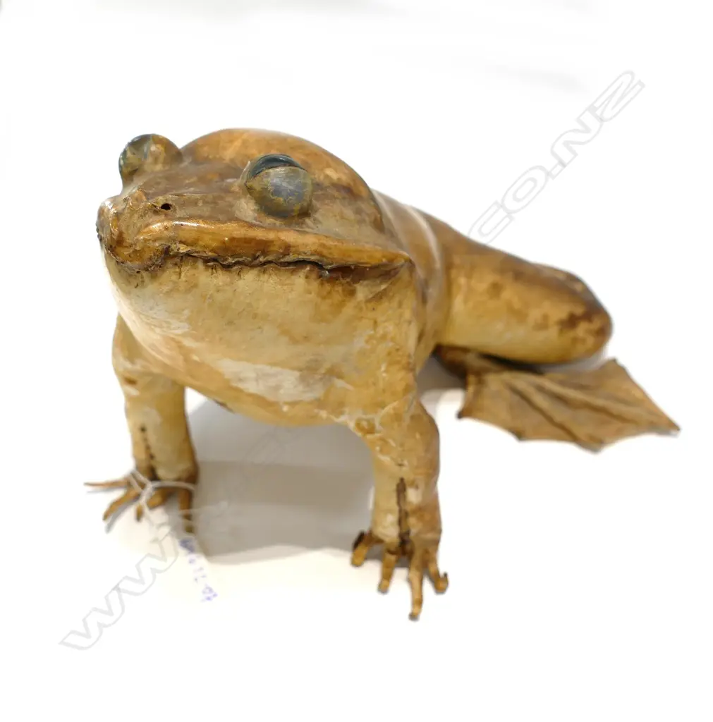 LARGE TAXIDERMY FROG Image 1++