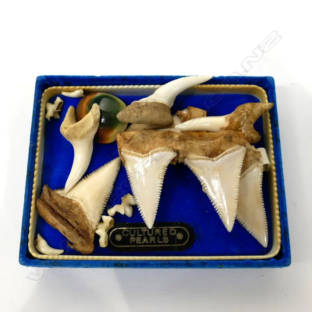 BOX OF SHARK TEETH Image 1++