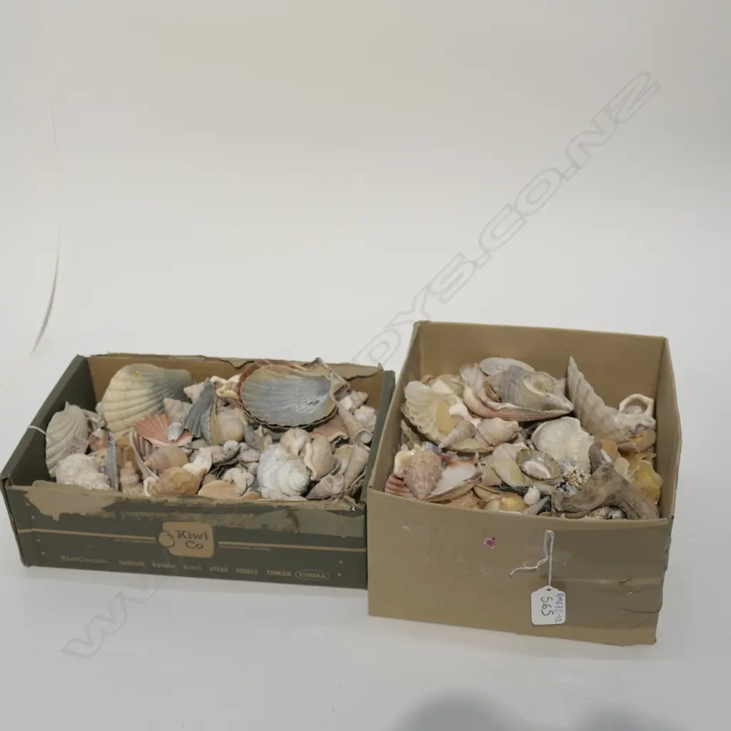BOX LOT OF SHELLS PART TWO Image 1++