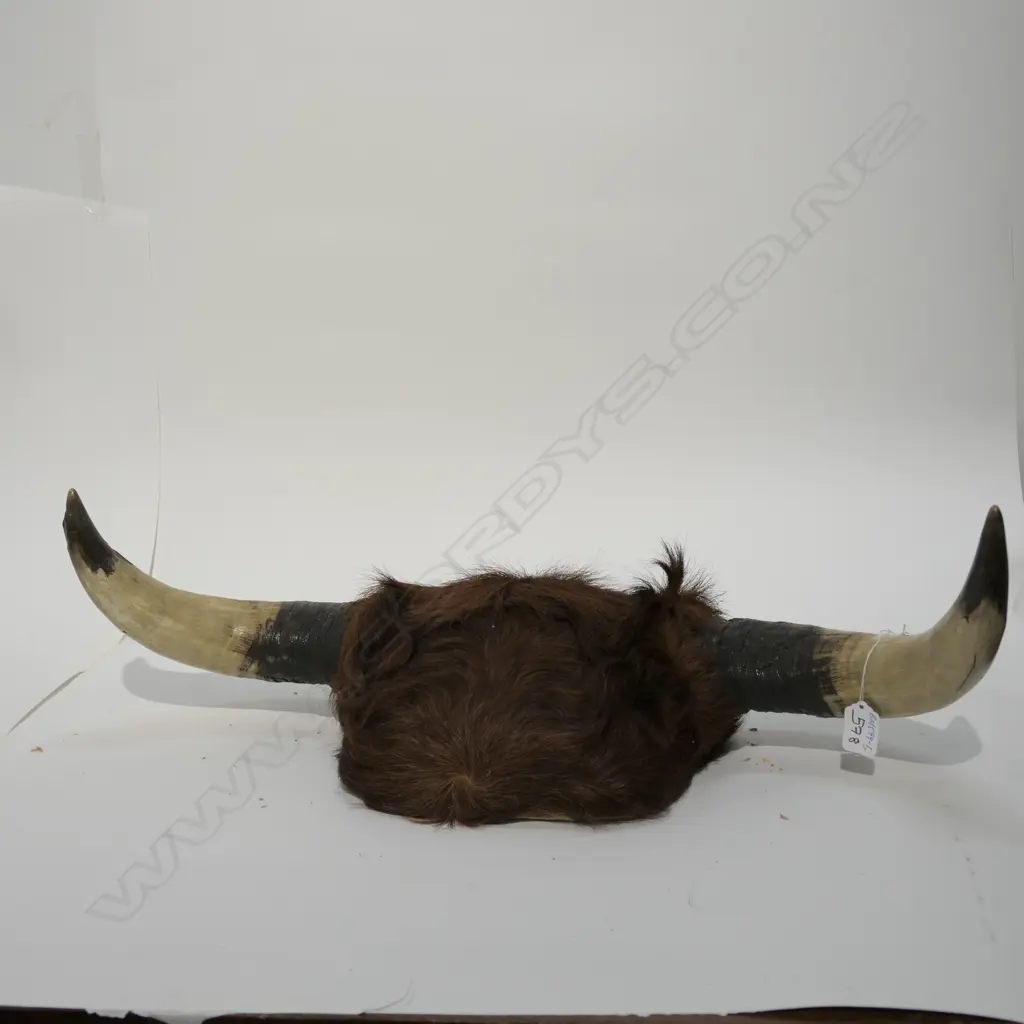 PR MOUNTED 'WILD BULL' HORNS 1949 Image 1++