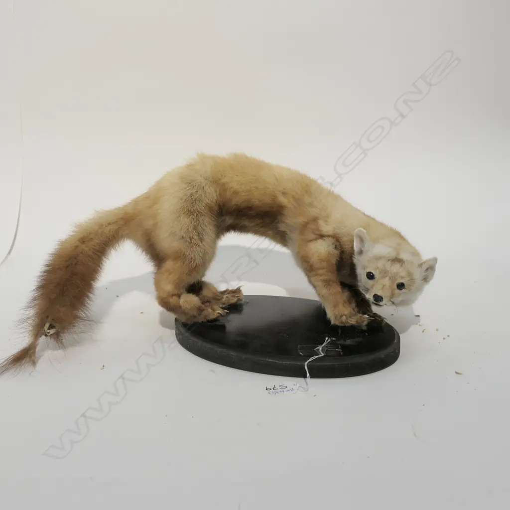 TAXIDERMY NORTH AMERICAN PINE MARTIN Image 1++