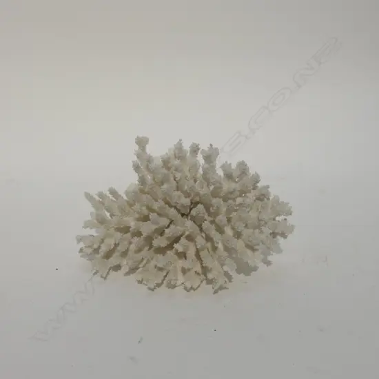 CORAL W. 200MM