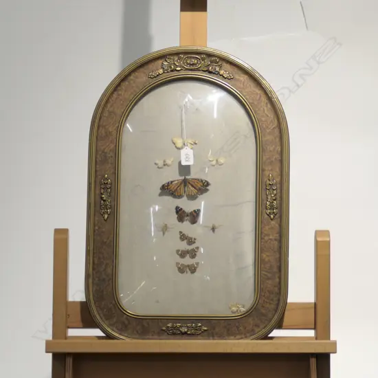 CONVEX FRAME WITH BUTTERFLY'S H 600 MM