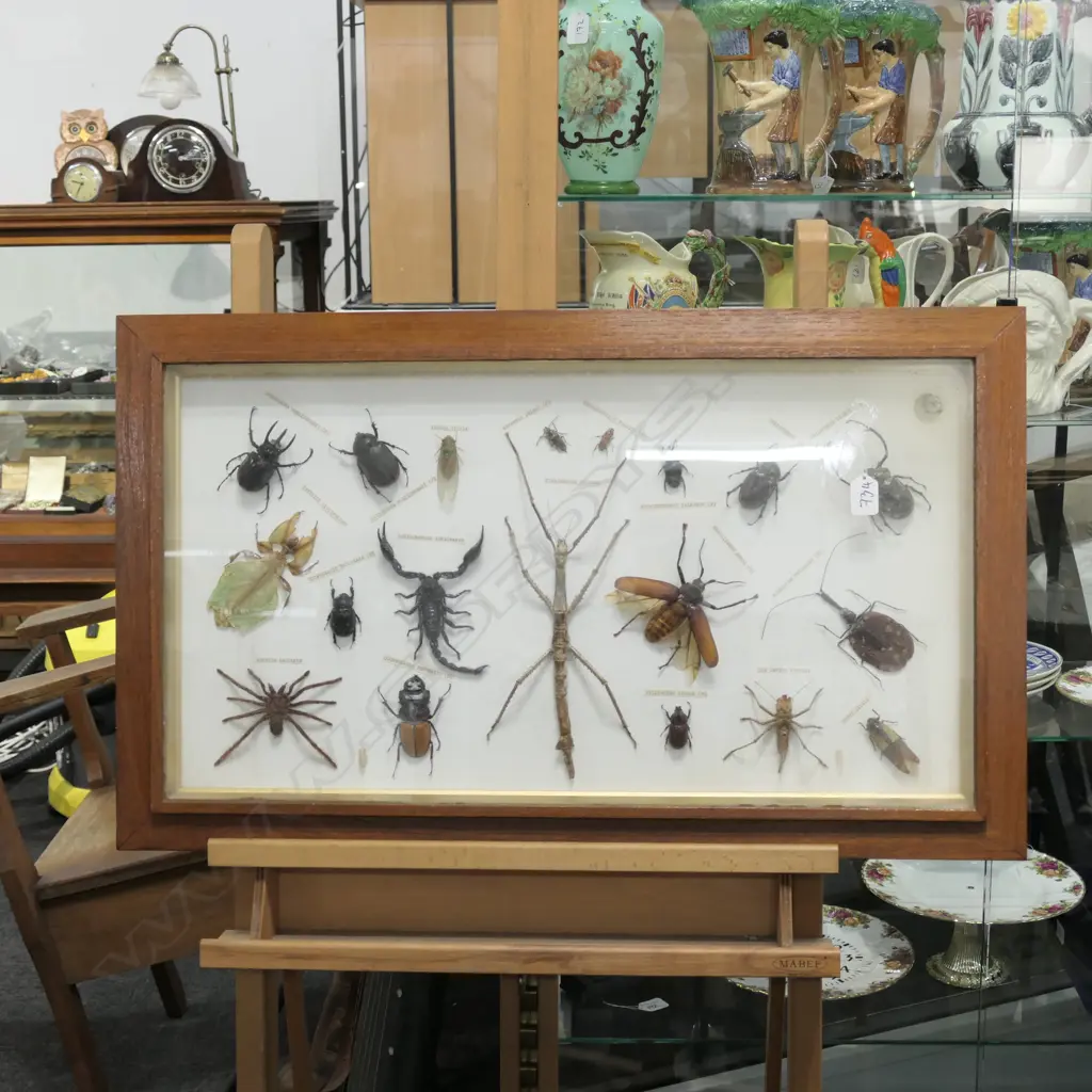19 FRAMED BUGS Image 1++