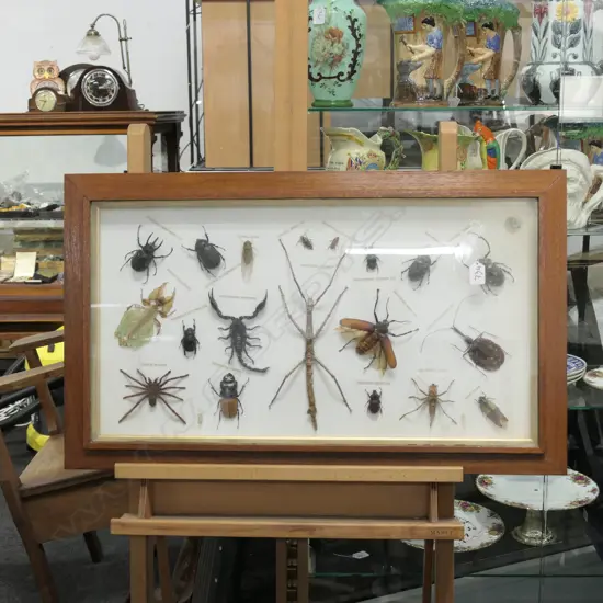 19 FRAMED BUGS