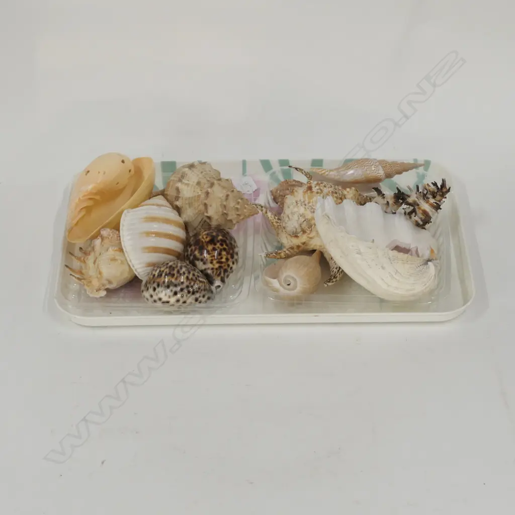 LOT ASST WORLD SHELLS Image 1++