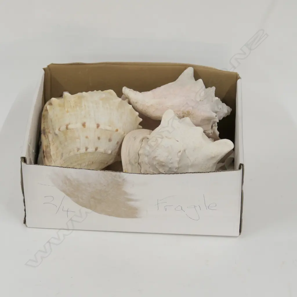 4 LARGE SHELLS Image 1++