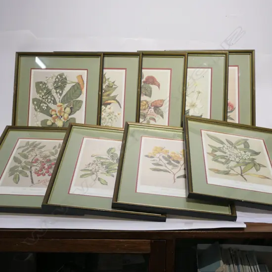 9X FRAMED VINTAGE BOTANICAL PRINTS 