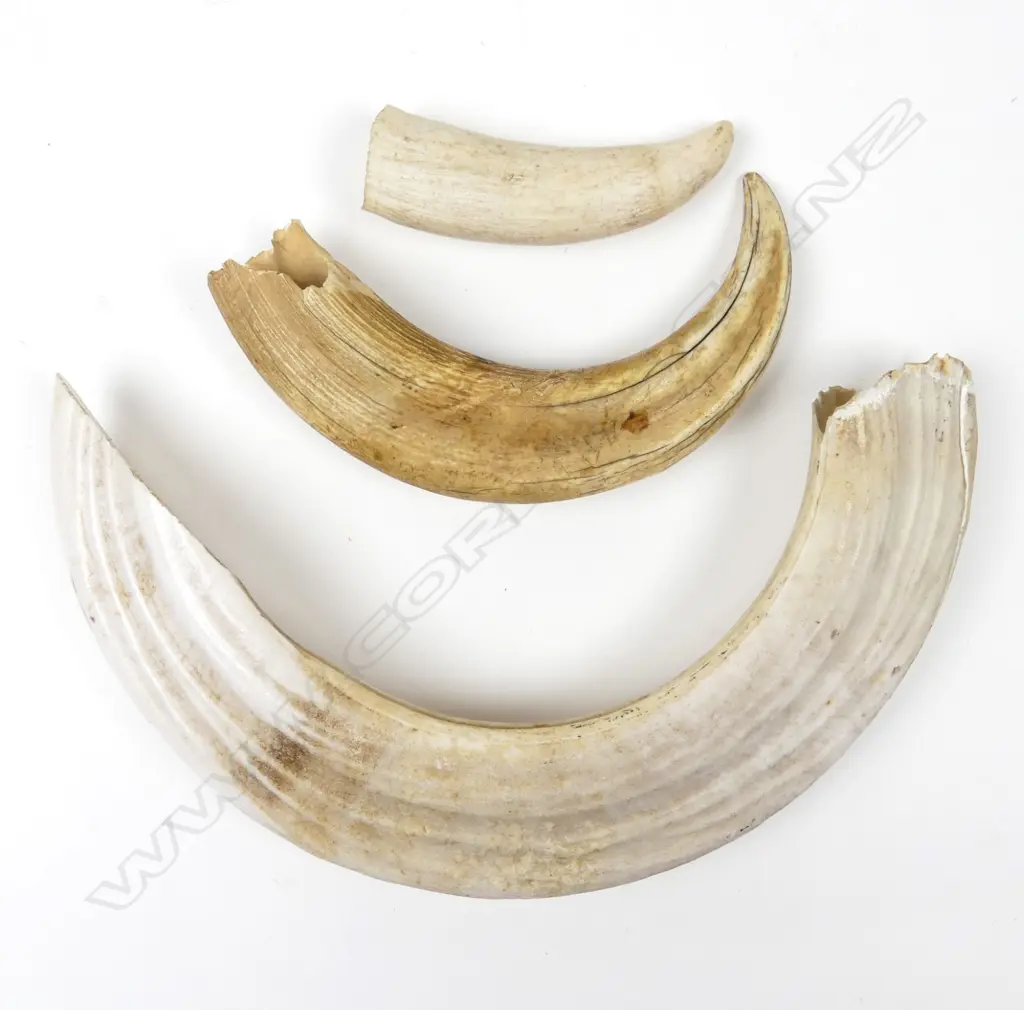 A collection of teeth Image 1++