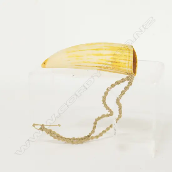 TONGAN TAMBUA WITH TUMERIC STAINING. L.145mm