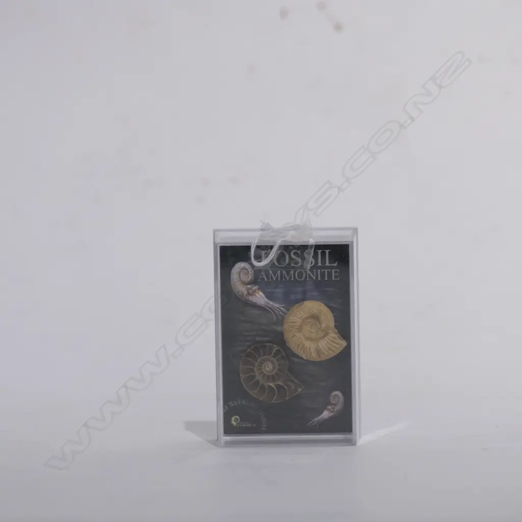 TWO AMMONITE FOSSILS  Image 1++