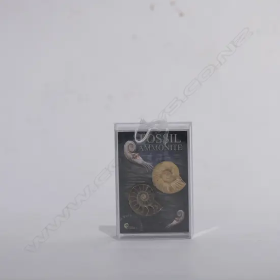 TWO AMMONITE FOSSILS 