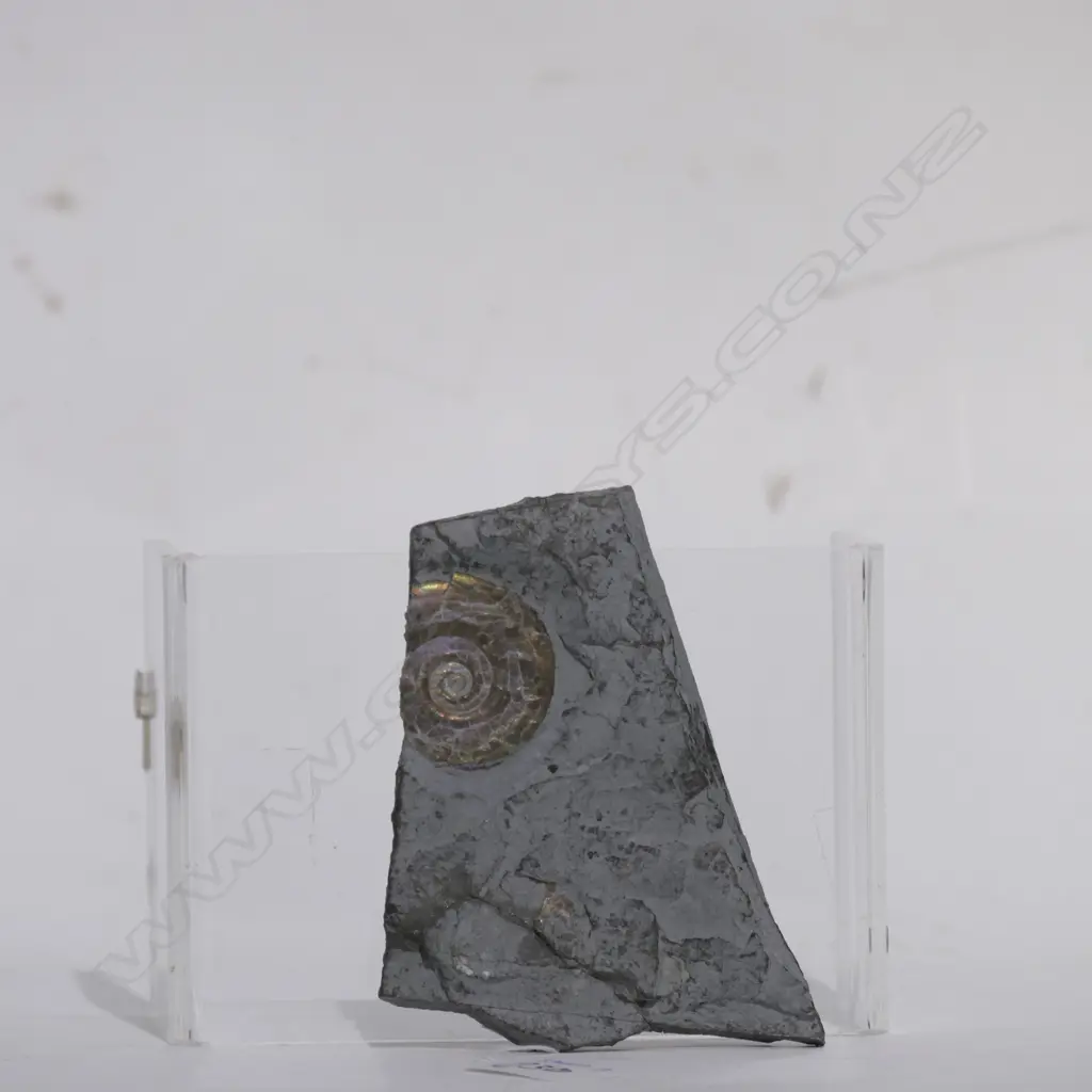 PSILOCERAS PLANORBIS RAINBOW AMMONITE FOSSIL  Image 1++