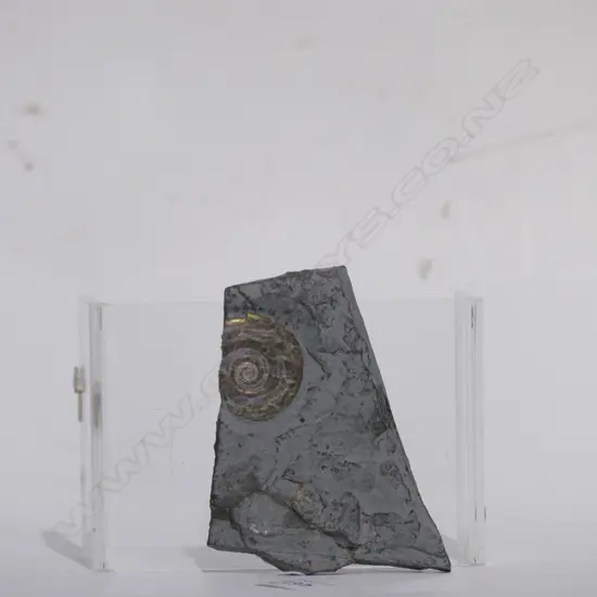 PSILOCERAS PLANORBIS RAINBOW AMMONITE FOSSIL 