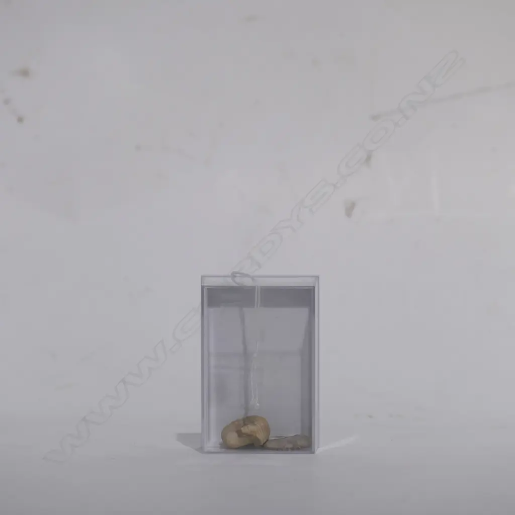 TWO POLISHED AMMONITE FOSSILS  Image 1++