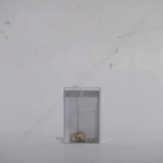 TWO POLISHED AMMONITE FOSSILS 