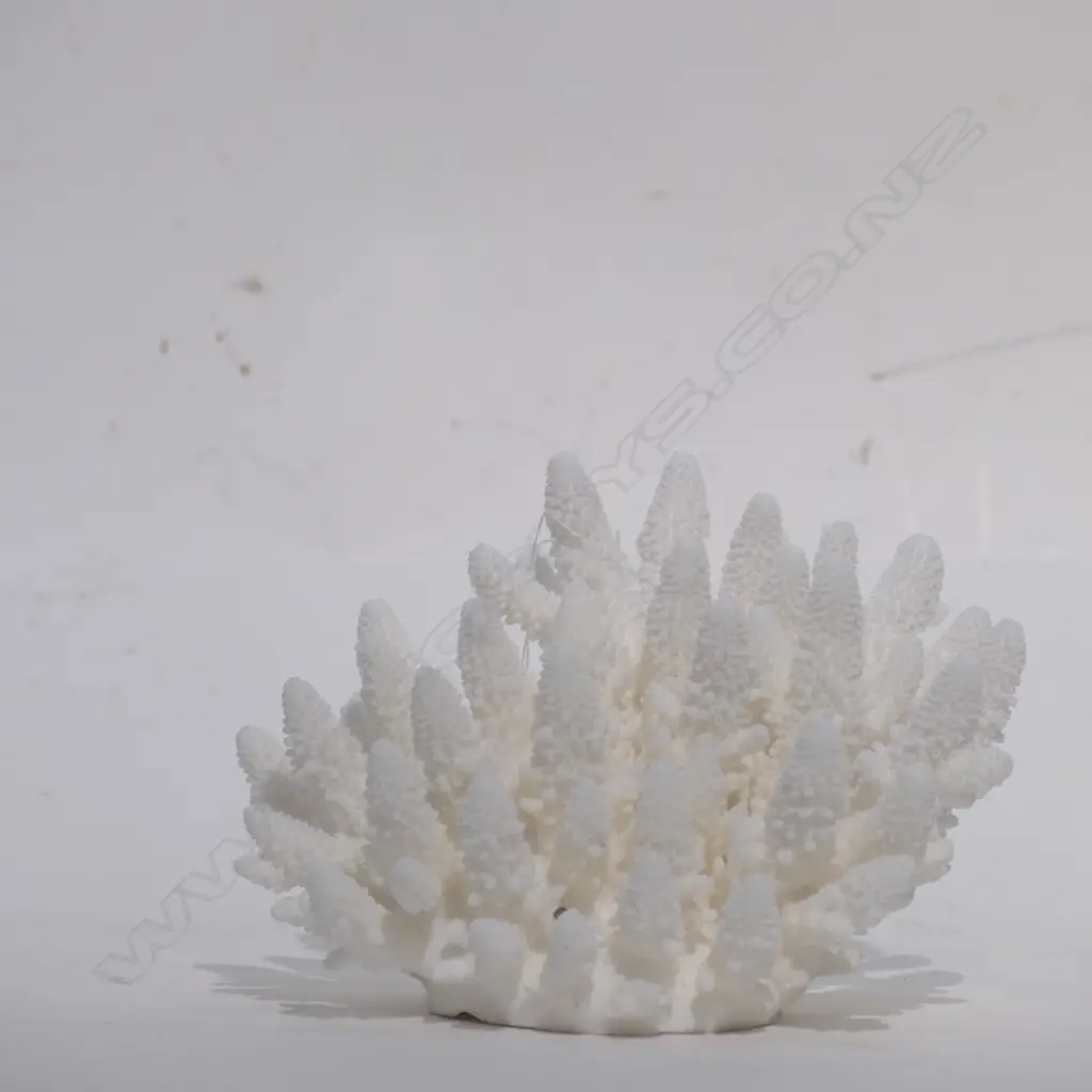 CORAL HEAD STAG BRANCH FORM (NO EXPORT) Image 1++