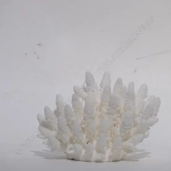 CORAL HEAD STAG BRANCH FORM (NO EXPORT)