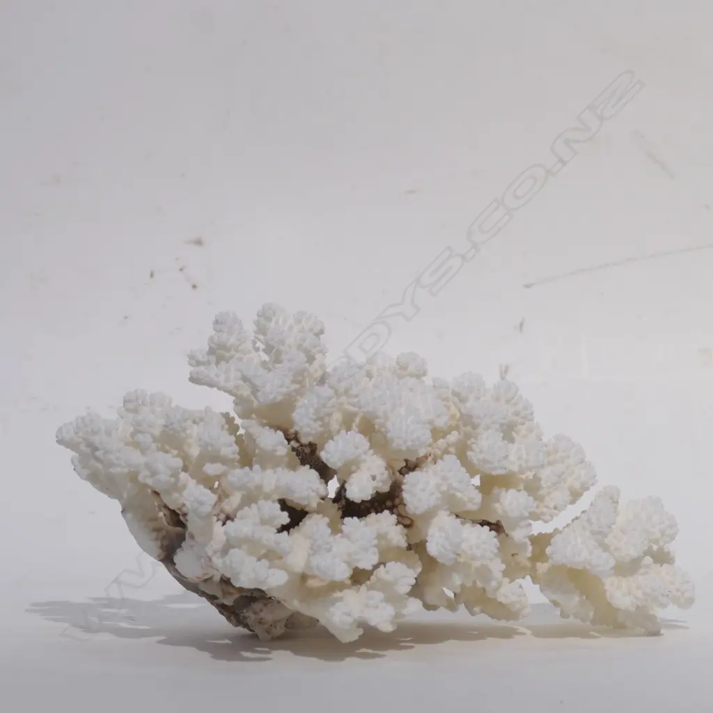 CORAL HEAD BRANCH FORM L.320MM Image 1++