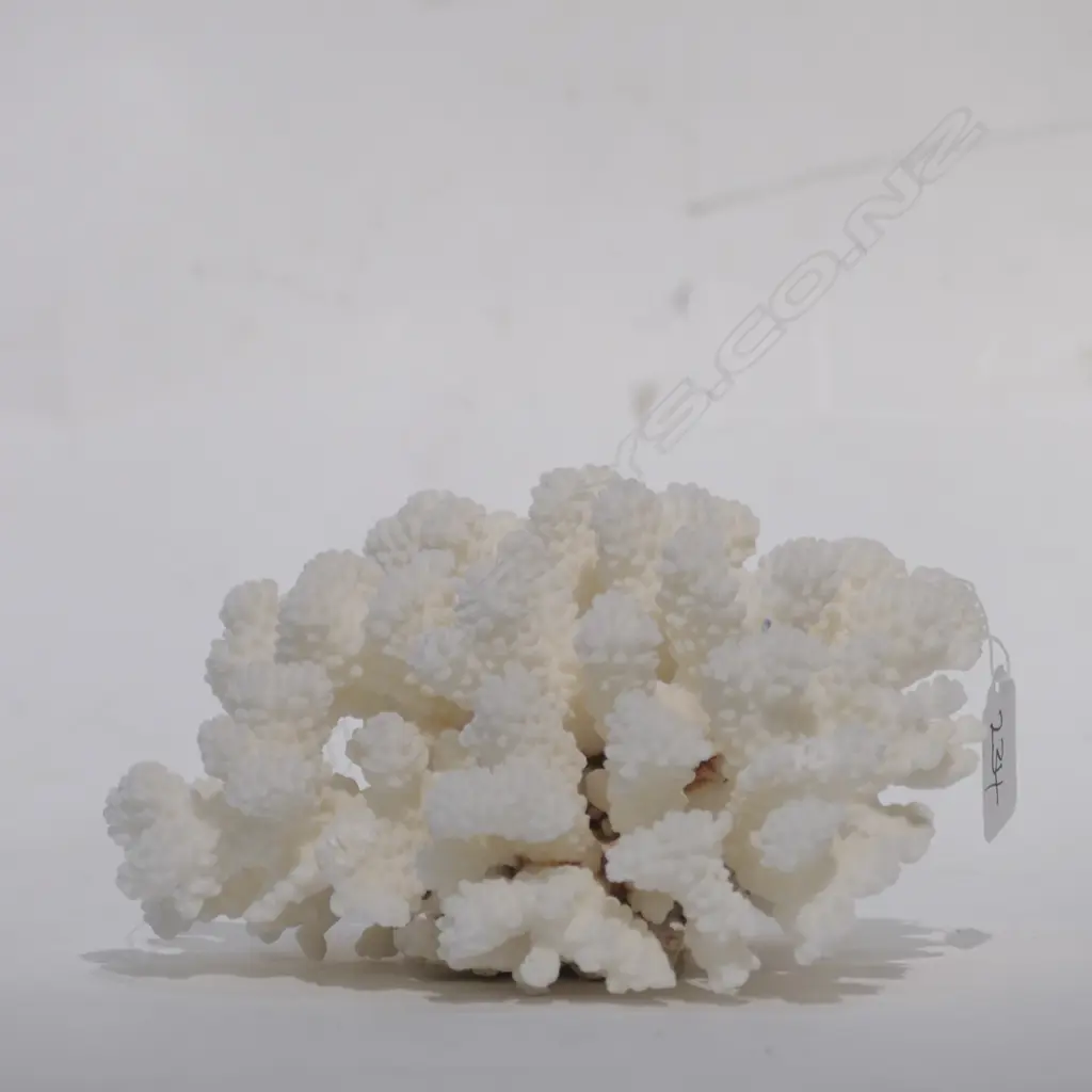 CORAL HEAD BRANCH FORM (NO EXPORT) Image 1++