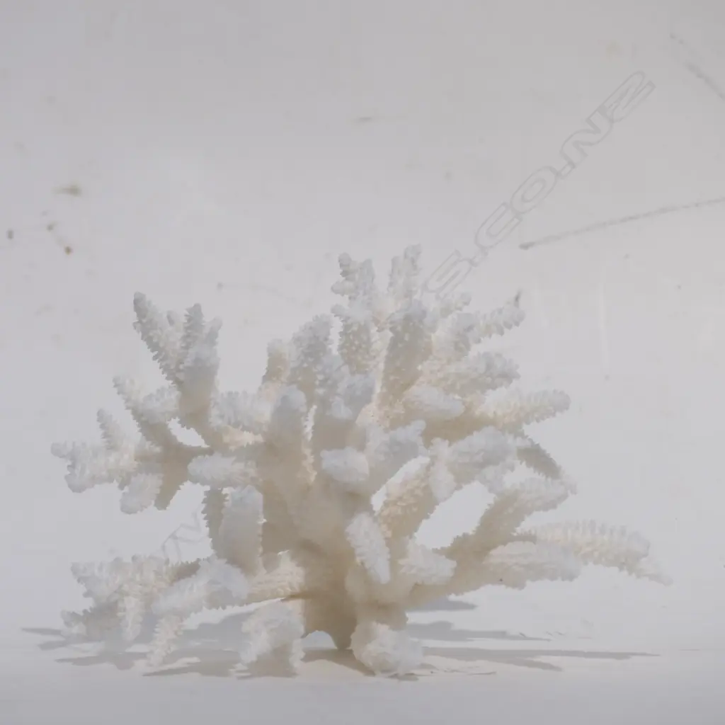 CORAL HEAD STAG BRANCH FORM (NO EXPORT) Image 1++