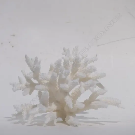 CORAL HEAD STAG BRANCH FORM (NO EXPORT)