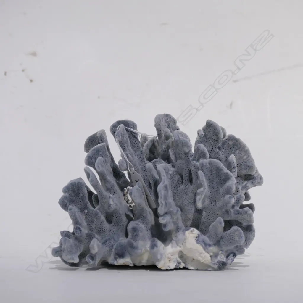 CORAL HEAD GREY FAN FORM (NO EXPORT) Image 1++