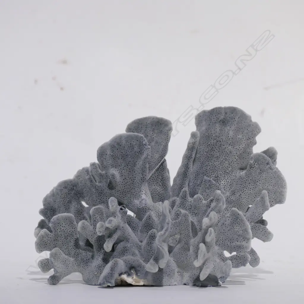 CORAL HEAD GREY FAN FORM (NO EXPORT) Image 1++