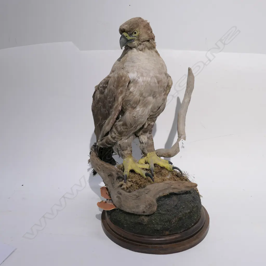 RECONSTRUCTED TAXIDERMY HAWK H.600mm Image 1++