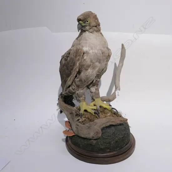 RECONSTRUCTED TAXIDERMY HAWK H.600mm