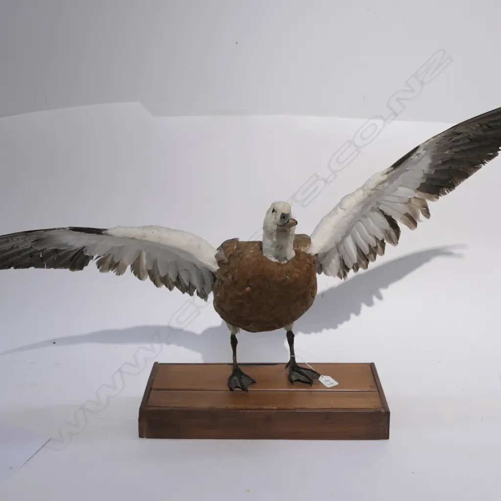 TAXIDERMY PARADISE DUCK ON STAND H. 540MM Image 1++