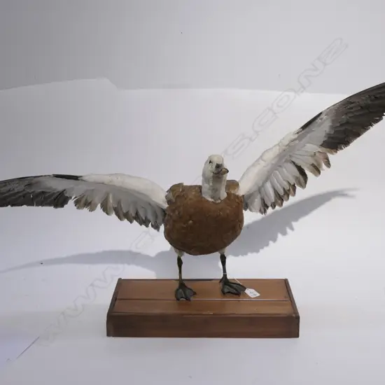 TAXIDERMY PARADISE DUCK ON STAND H. 540MM