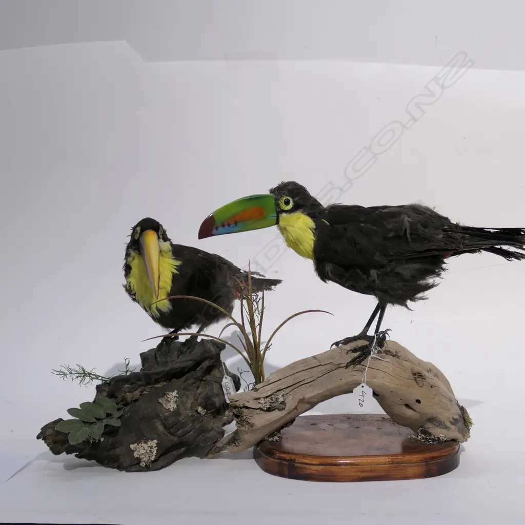 TWO TAXIDERMY BIRDS Image 1++