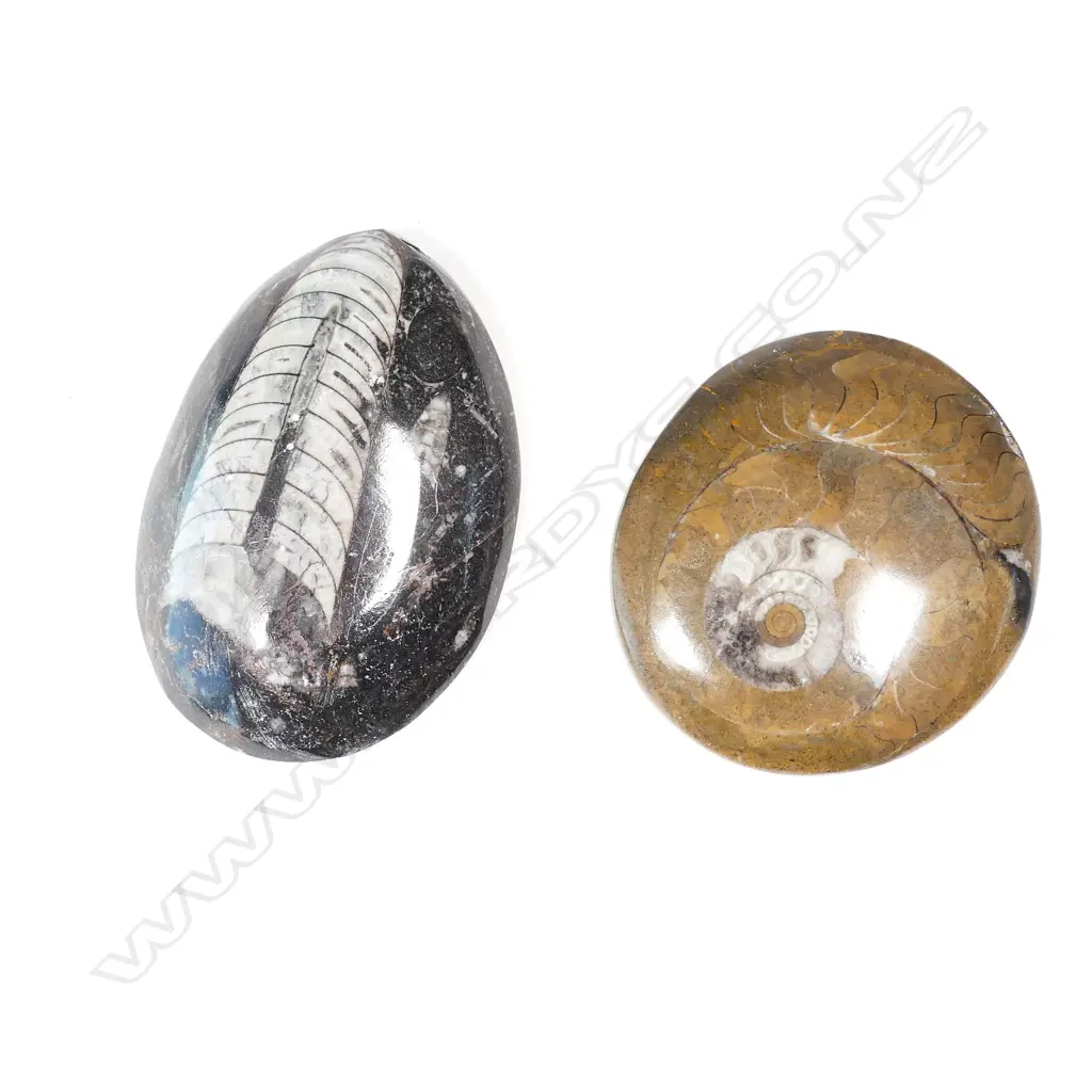 2 POLISHED FOSSIL SPECIMENS L 800 MM Image 1++