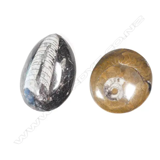 2 POLISHED FOSSIL SPECIMENS L 800 MM