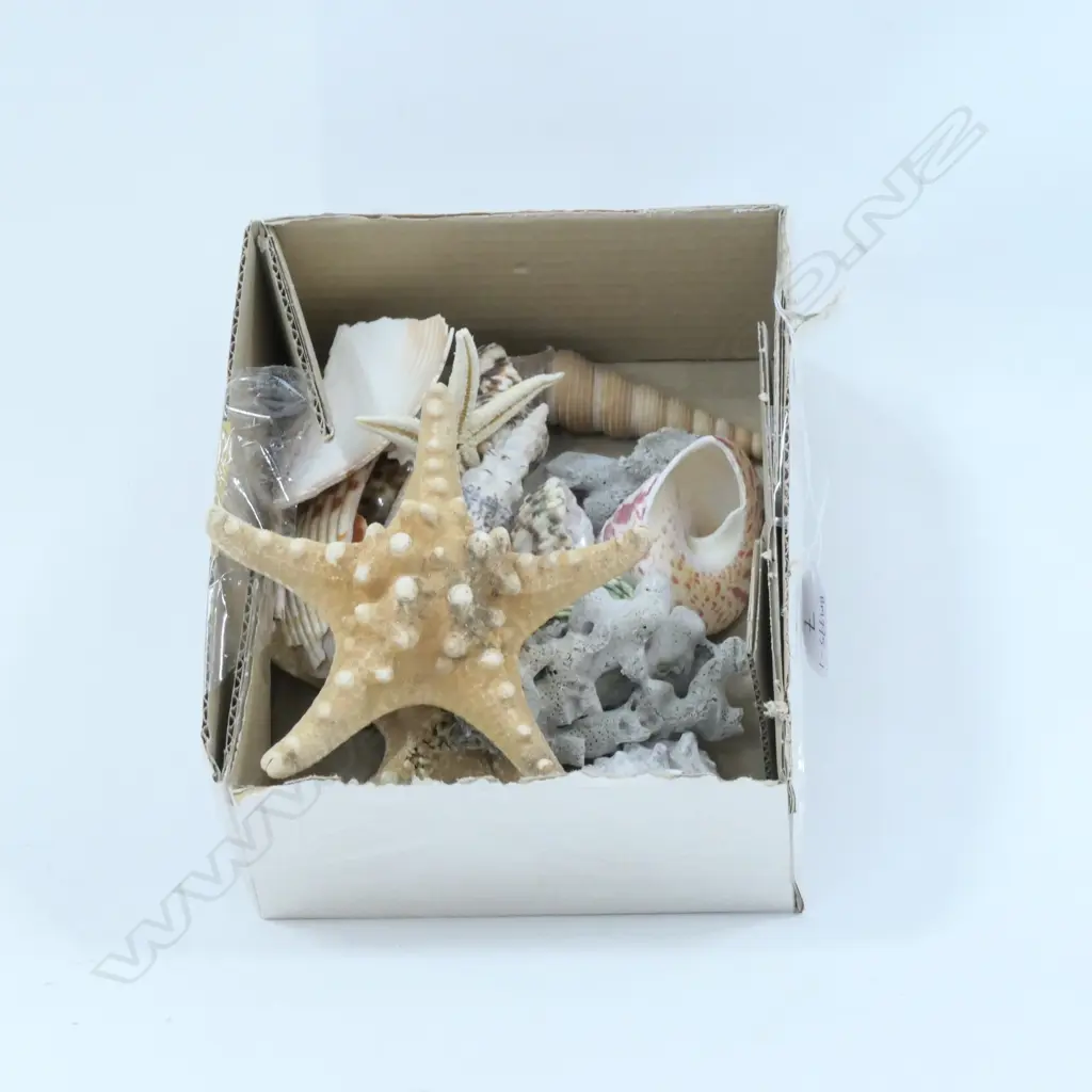 BOX LOT COLLECTION OF SMALL SHELLS - STARFISH ETC Image 1++