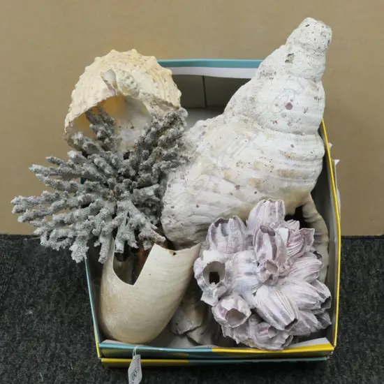 TWO LARGE CONCH SHELLS - NAUTILUS (A/F) TWO CORALS