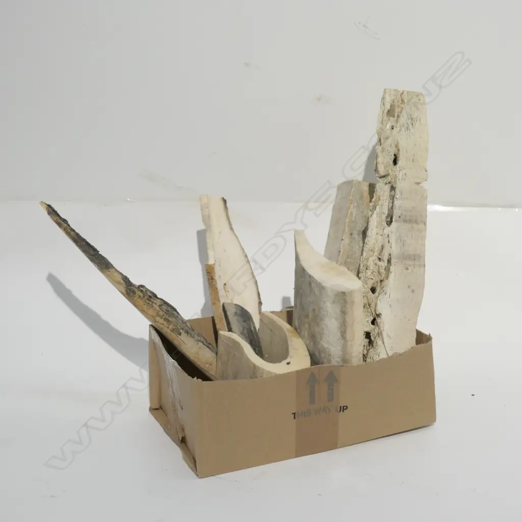 COLLECTION OF MAMMAL BONES Image 1++