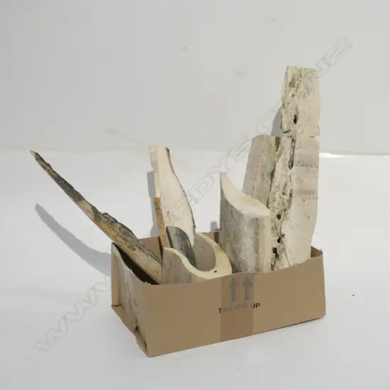 COLLECTION OF MAMMAL BONES