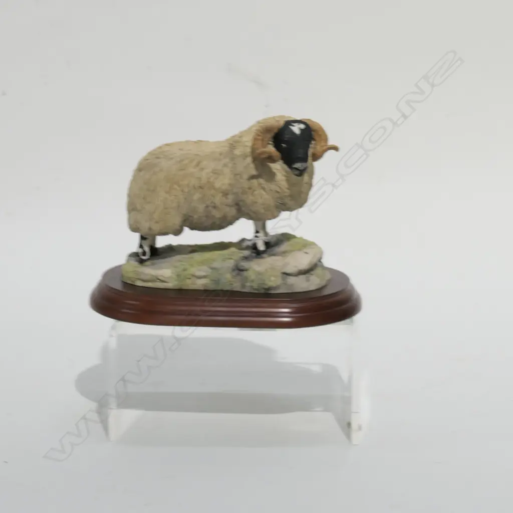 BORDER FINE ARTS--HERDWICK RAM--RESIN--BOXED Image 1++