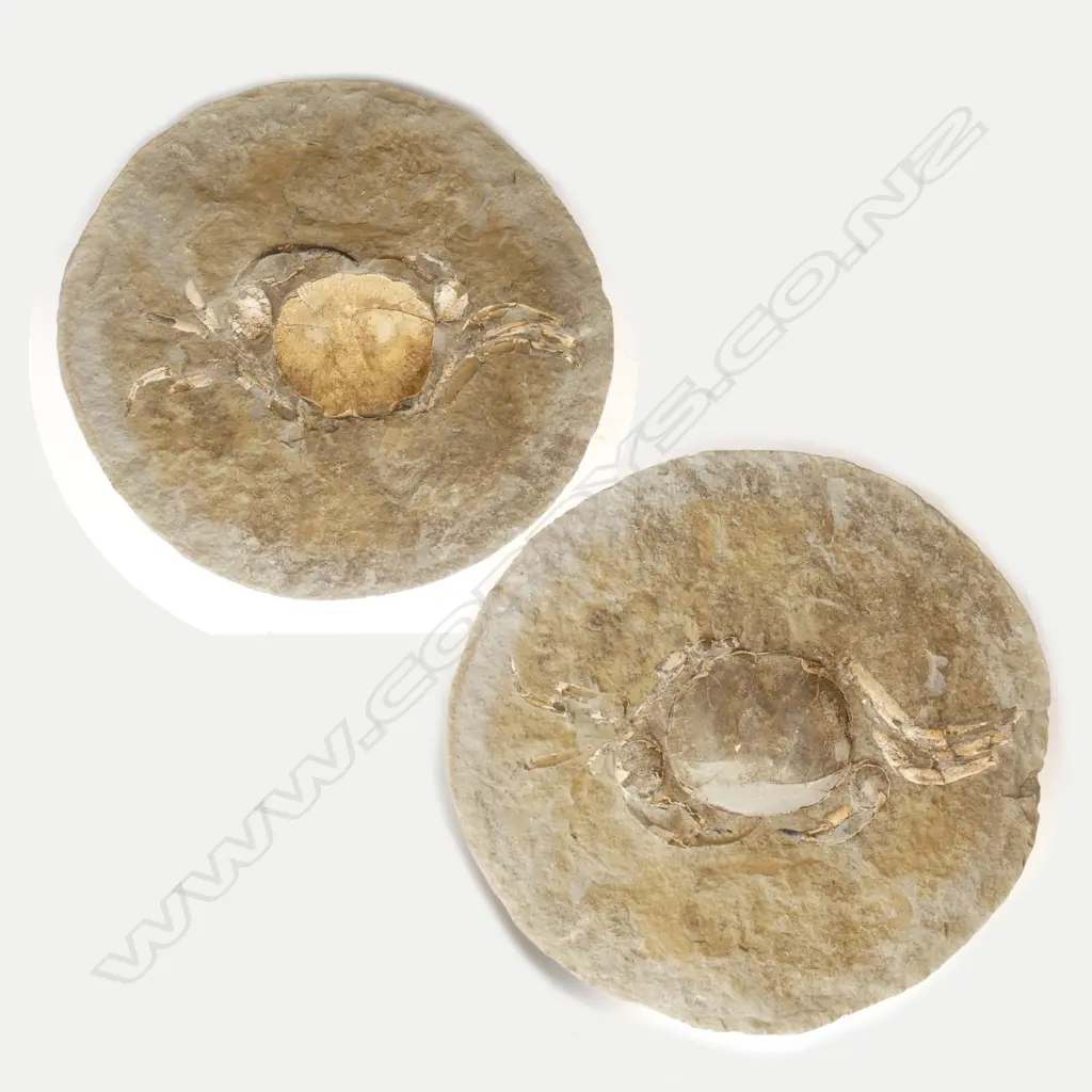 A rare large New Zealand fossil crab 'Tumidocarinus Gigantieus" Image 1++