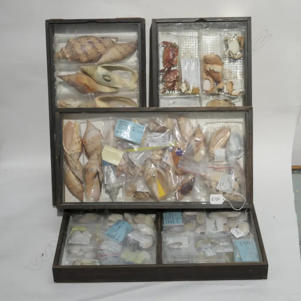 4 DISPLAY CASES NZ NATIVE SHELLS/CRUSTACEANS Image 1++