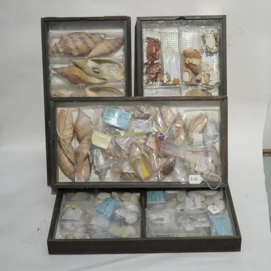 4 DISPLAY CASES NZ NATIVE SHELLS/CRUSTACEANS
